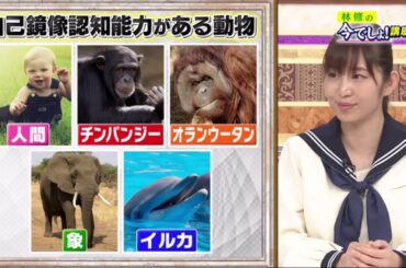 林修の今でしょ!講座 200714 夏のマスクの疑問を徹底解明2時間SP