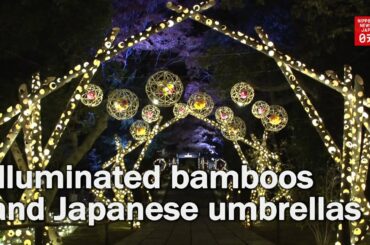 Illuminated bamboos and Japanese umbrellas