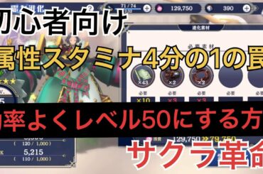 【サクラ革命】属性クエスト　スタミナ4分の1の罠 初心者向け　レベル50にする方法　進化で悩んでいる方向け