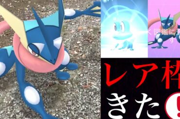 【ポケモンGO】想像以上にレア！？ついにあのゲッコウガ爆誕！ケロマツや御三家をコンプするべくチャレンジ・・。【カロス地方・セレブレーション】