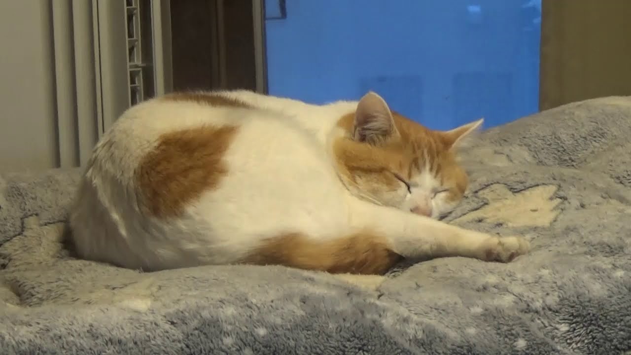 【アメリカ大統領選挙】バイデンさんに決まってほっとしてるんですぅ～？　早稲田大学　中林美恵子教授の発言が物議！？