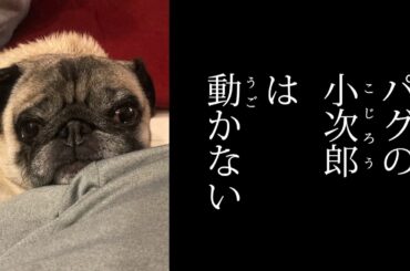 パグの小次郎は動かない