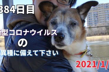 変異種に備えて下さい！ 384日目 【持続可能な未来を子供たちへ】コロの散歩でゴミ拾い2021/1/2