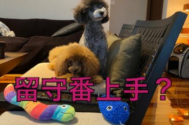 【留守番】 甘える事に感情控えめなトロを見てるとトロと1番遊んであげたくなる。。。 Emmaは甘え上手‼️  #トイプードル生活#宇野昌磨＃宇野樹#Uno1ワンチャンネル＃アスリートと愛犬