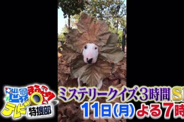 1/11放送「世界まる見え！ミステリークイズ3時間SP」よる7時放送