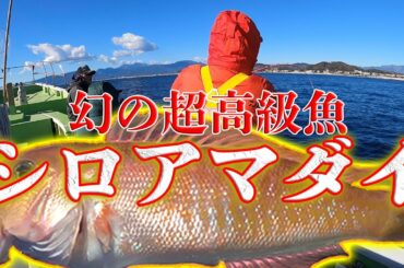 【貴重映像】幻の超高級魚シロアマダイを釣る！DAIWA宮澤、稲村亜美と釣り対決決着！【アマダイ完結編】