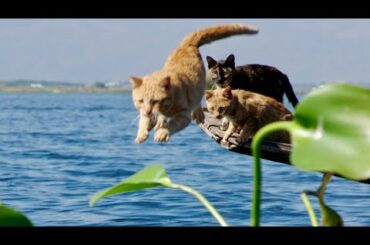 中村倫也も応援！父ネコが水中へダイブ！映画『劇場版 岩合光昭の世界ネコ歩き あるがままに、水と大地のネコ家族』本編映像
