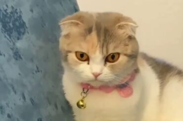 Teacher teacher AKB48 & JKT48