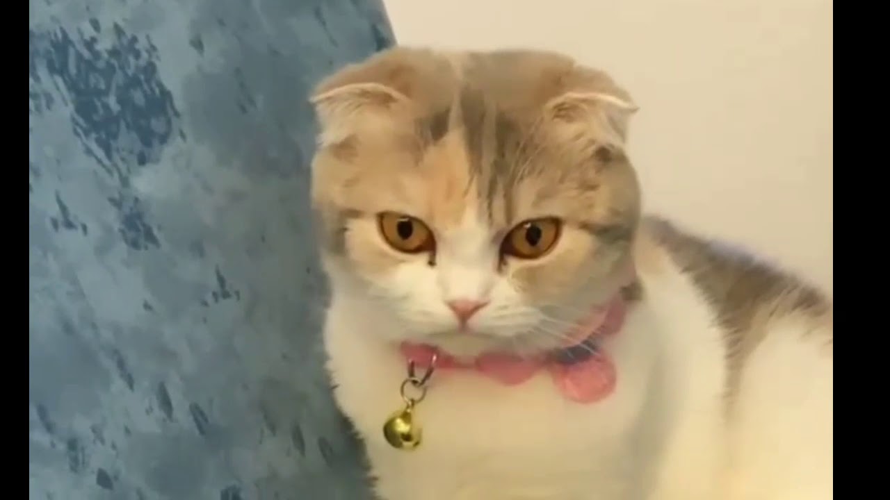 Teacher teacher AKB48 & JKT48 Teacher teacher AKB48 & JKT48