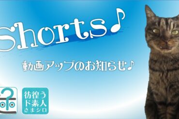 記憶にございません。【THE WITNESS】23　#Shorts