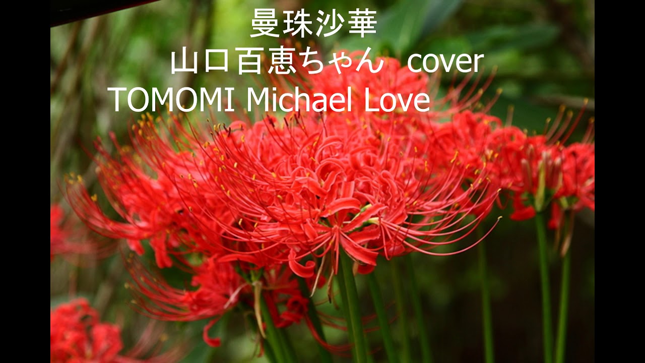 曼珠沙華　山口百恵ちゃん　cover  TOMOMI Michael Love