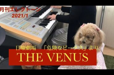THE VENUS/危険なビーナスより/エレクトーン演奏