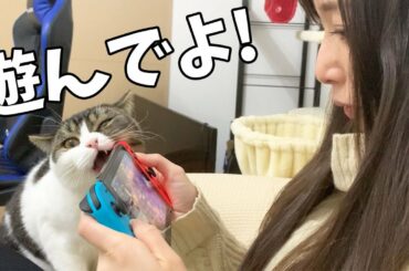 息子猫「モンハンしないで遊んでよ！」【モンハンライズ体験版】