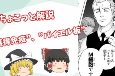 【ゆっくり解説】『はたらく細胞!!』第２話の獲得免疫とパイエル板についてちょこっと解説 【生物】