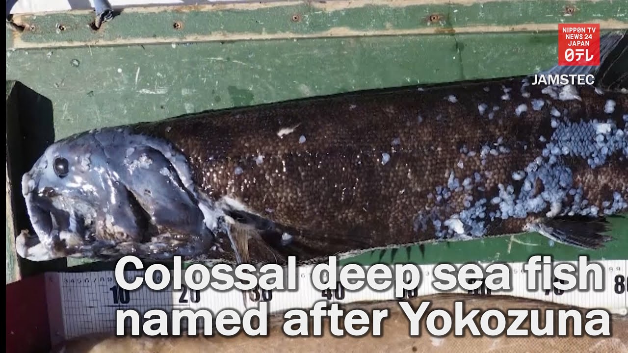 Colossal deep sea fish named after Yokozuna Colossal deep sea fish named after Yokozuna