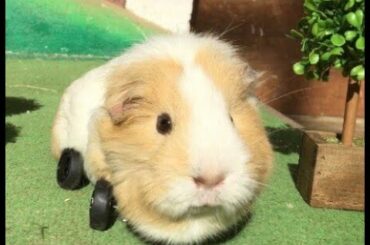 PUI PUI 天竺鼠車車  第06話【殭屍和午餐  小松菜奈客串？】｜Muse木棉椛動畫 線上看 獨家限量撥放