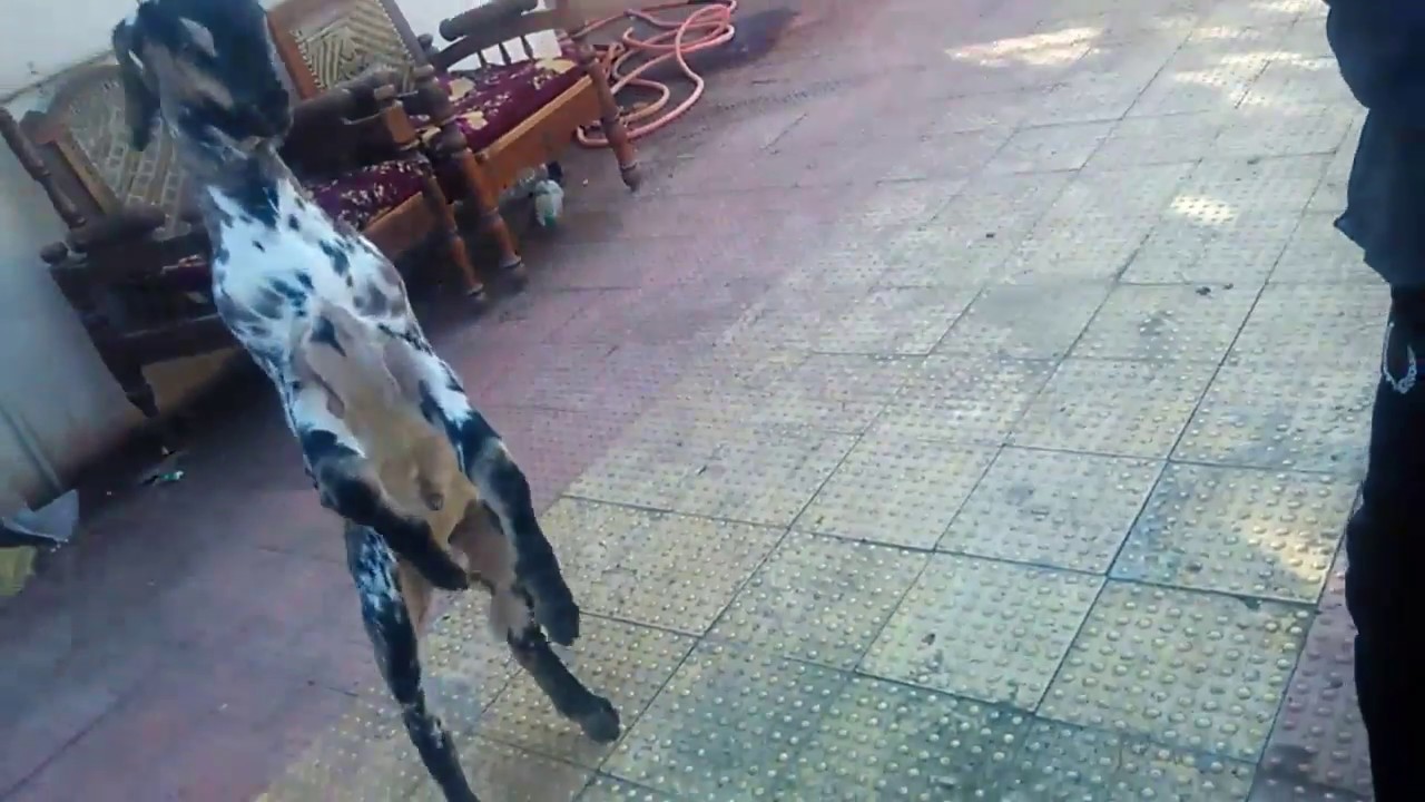 MY LITTLE GOAT VERY AGGRESSIVE (must watch)