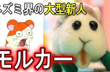 【モルモット】PUIPUIモルカーについて解説しょる【覇権奪取】