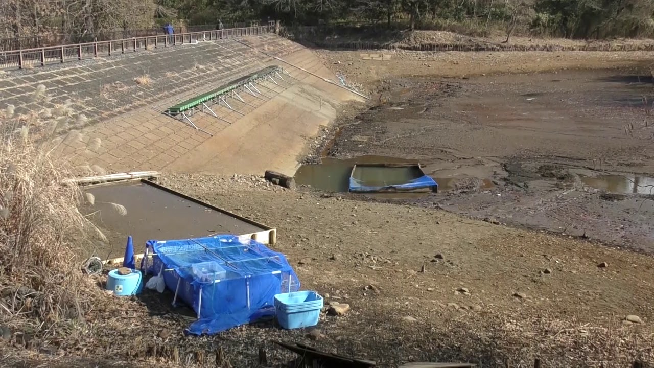 「掻い掘り」調査中に緊急事態宣言~都立狭山公園(東村山市) 「掻い掘り」調査中に緊急事態宣言~都立狭山公園(東村山市)