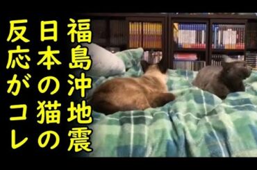 【海外の反応】日本で発生した福島沖大地震、日本人は冷静だったけど、日本の猫の反応はこんな感じだったらしい？ｗ【カッパえんちょー】