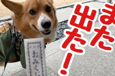 羽生結弦選手で有名になった弓弦羽神社に初参り！