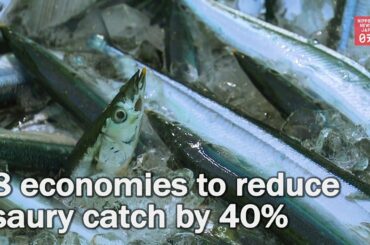Japan and 7 other economies to reduce saury catch by 40%