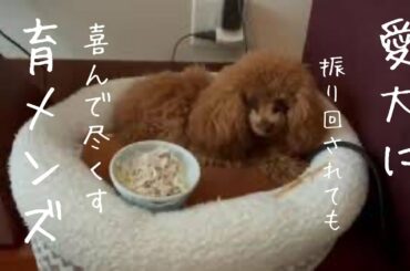 【愛犬に尽くす育メンズ】これだけ頑固だとお手上げです！  #トイプードル生活 #宇野昌磨 #宇野樹 #Uno1ワンチャンネル #アスリートと愛犬