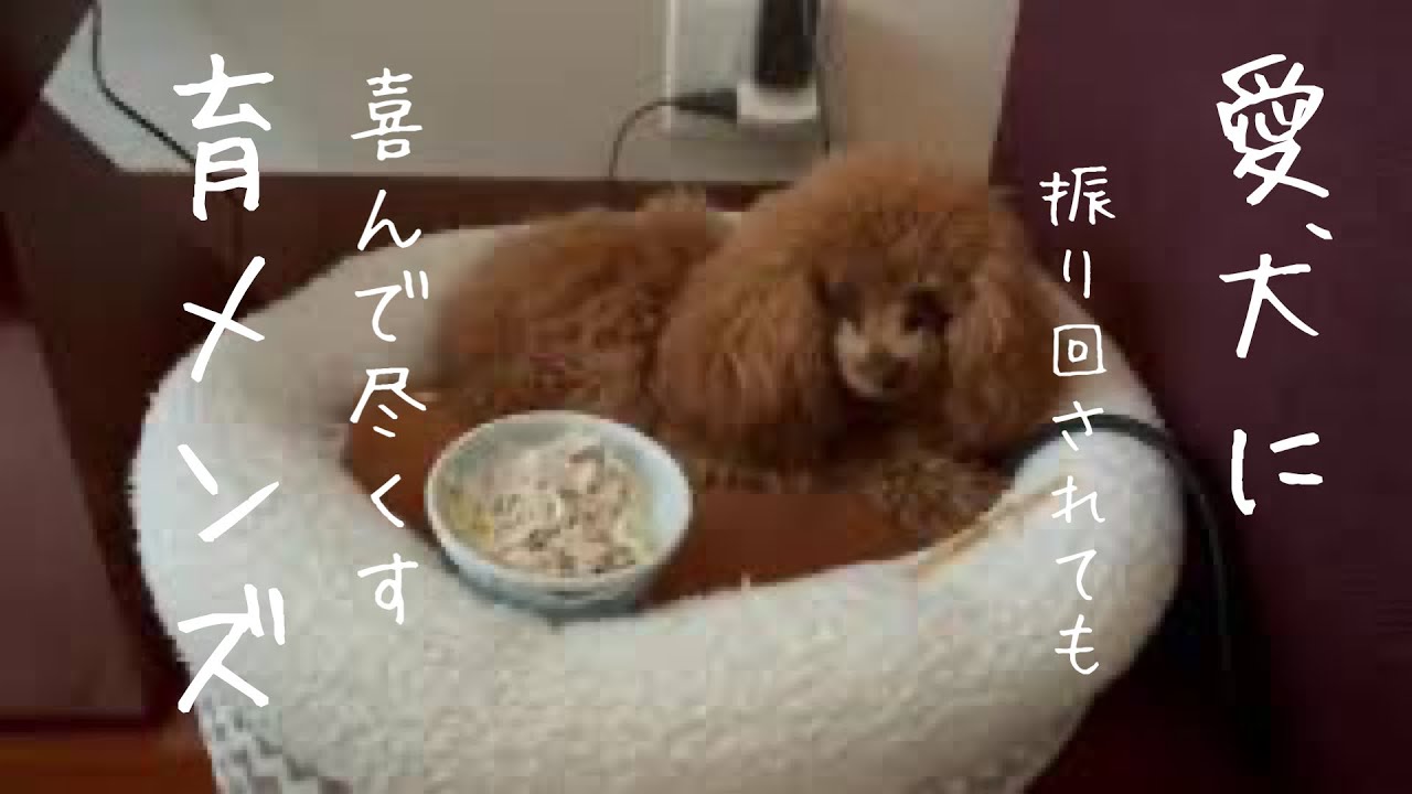 【愛犬に尽くす育メンズ】これだけ頑固だとお手上げです! #トイプードル生活 #宇野昌磨 #宇野樹 #Uno1ワンチャンネル #アスリートと愛犬 【愛犬に尽くす育メンズ】これだけ頑固だとお手上げです! #トイプードル生活 #宇野昌磨 #宇野樹 #Uno1ワンチャンネル #アスリートと愛犬