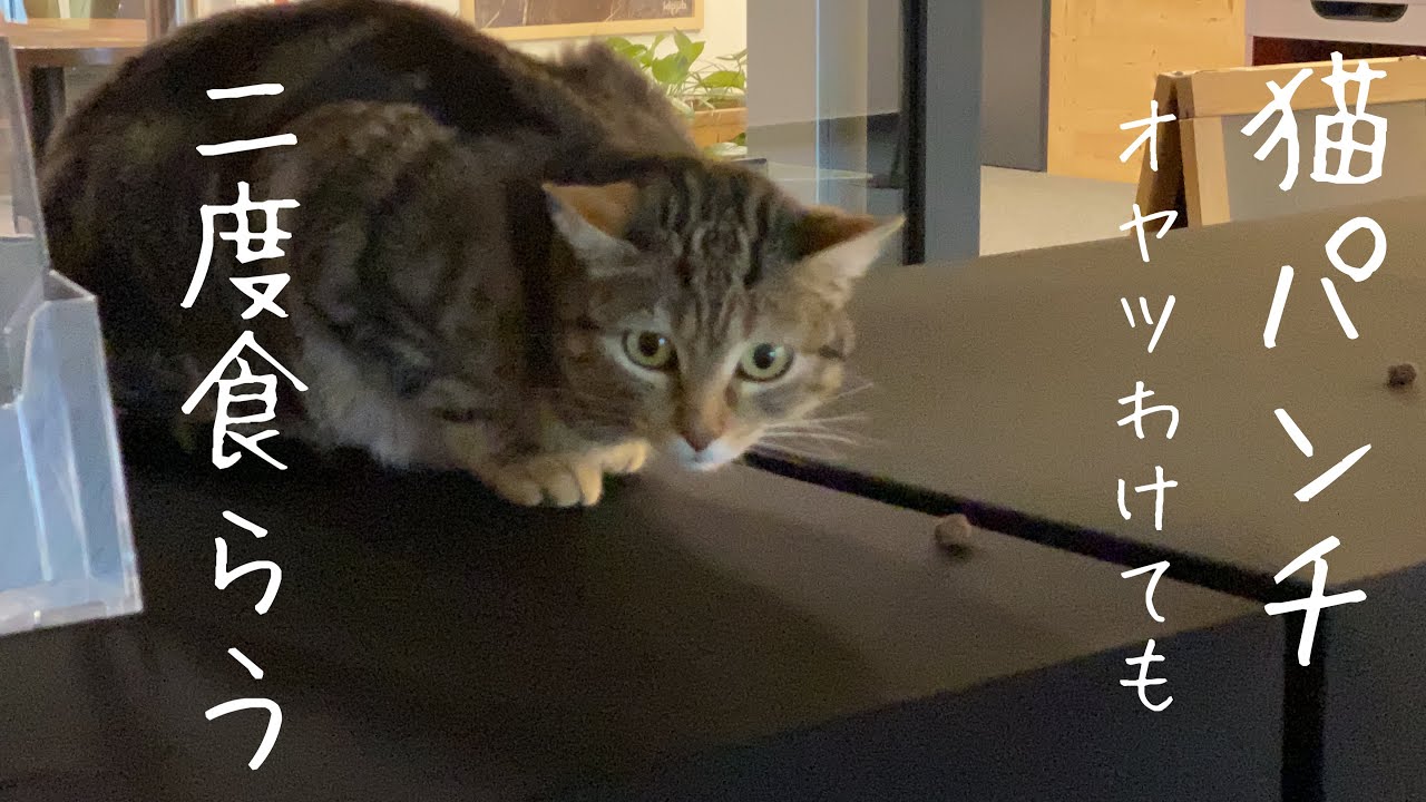 【看板猫からの猫パンチ！】  Emmaとスイスの仲間達！フレンドリーなEmmaも猫達とは距離感縮められない⁉️  #トイプードル生活 #宇野昌磨 #宇野樹 #Uno1ワンチャンネル #アスリートと愛犬