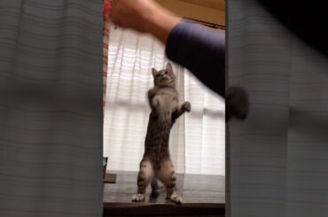 niziu のpoppin shakin リオ踊ってみたニャン