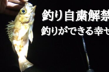 緊急事態宣言解除したから釣り自粛解禁！釣りが出来る幸せメバル釣り#釣り自粛解禁#メバル#緊急事態宣言解除