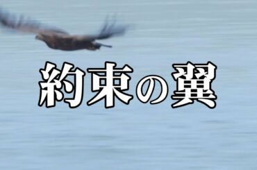 約束の翼  -MISIA- 【長澤まさみ フォトムービー】