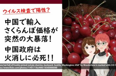 中国で大暴落した輸入さくらんぼ価格！ウイルス検査陽性で危険物扱い？？