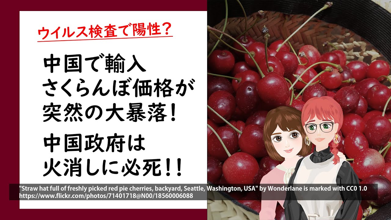 中国で大暴落した輸入さくらんぼ価格!ウイルス検査陽性で危険物扱い?? 中国で大暴落した輸入さくらんぼ価格!ウイルス検査陽性で危険物扱い??