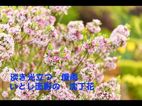 春よ、来い カラオケ カバー 歌詞 採点付 男