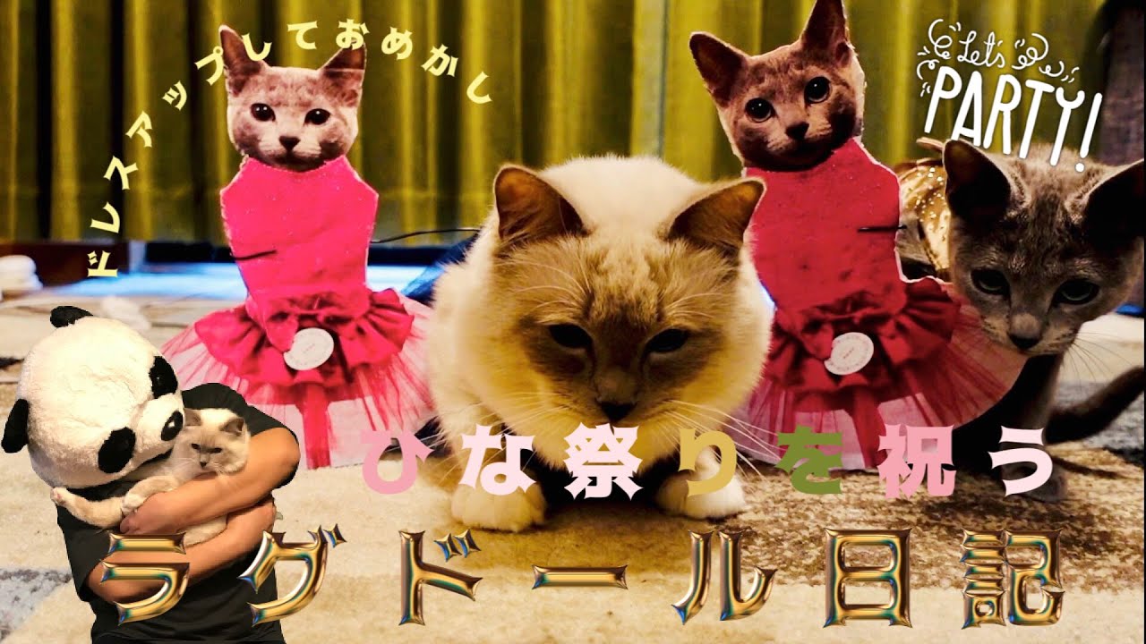 ＃Shorts【ひな祭りを猫ちゃんとドレスアップして祝う】女の子の日なので、ガーリーな服を着て、おしゃれにキメたアルバブコンビから目が離せない！アルス君のウィッグの着こなしにも注目！ラグドール日記