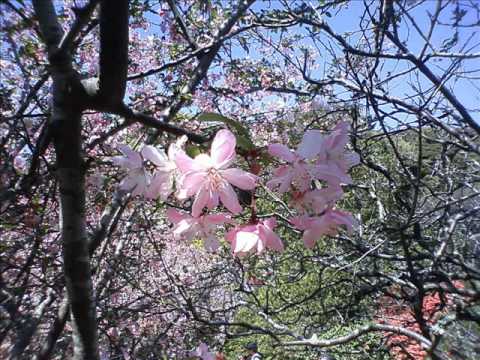 【バトルアスリーテス大運動会】『TSUBASA』（弾き語り）