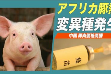 中国でアフリカ豚熱変異種が発生
