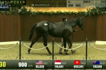 マイネル軍団 岡田繁幸総帥 2020サマーセール 落札馬