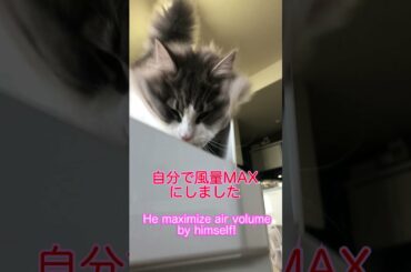 #Shorts  TMR西川貴教と張り合う猫　Does cat like typhoon?