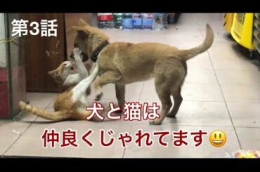 【朝倉未来 】もびっくり　可愛い子犬と子猫の格闘家　Dogs and Stray cats are good friends 第3話