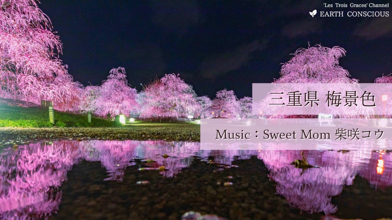 【三重県 梅景色】いなべ市梅林公園 鈴鹿の森庭園 - Sharing Trip #5 -