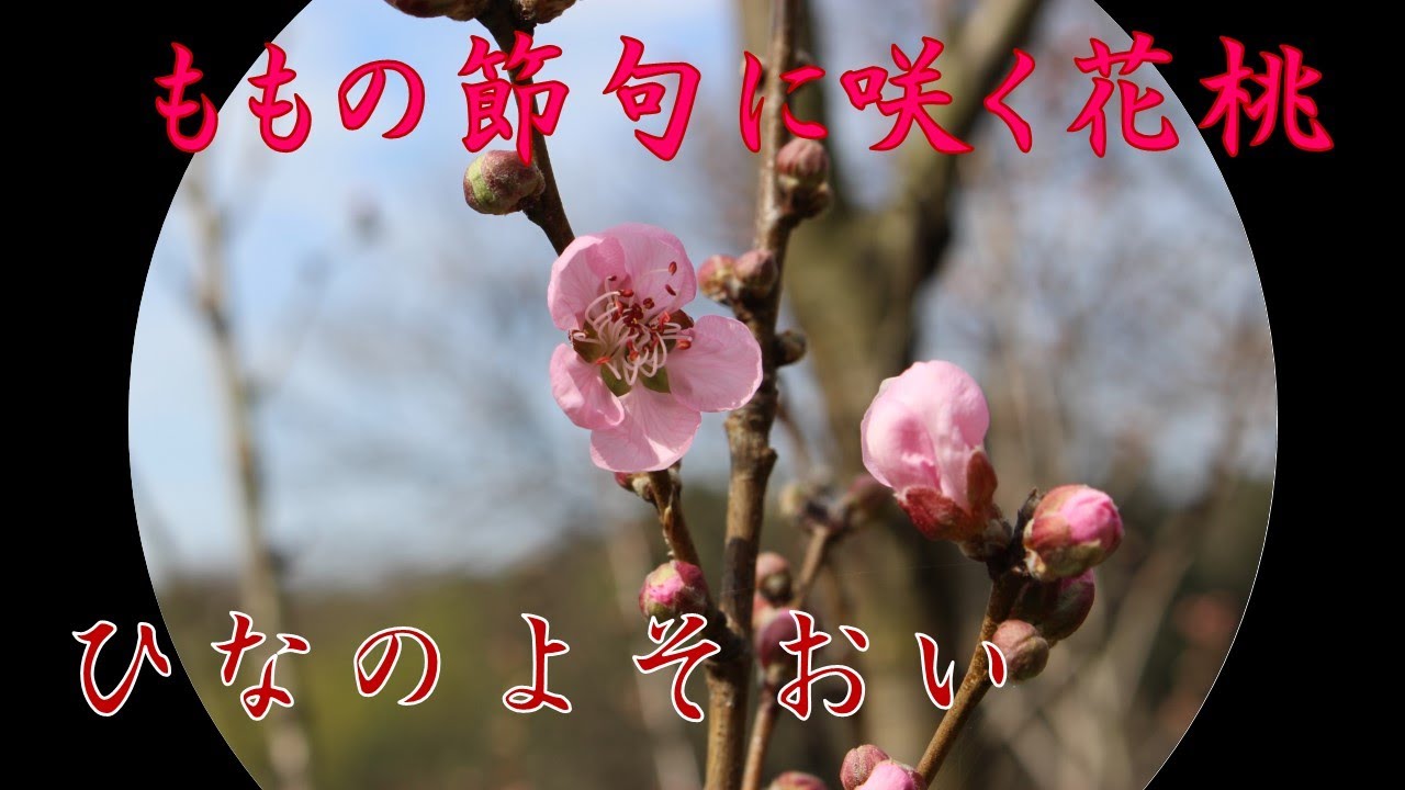 ひな祭りに満開になったヒナノヨソオイ（ひなの粧）