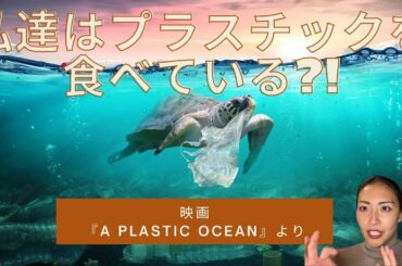 【プラスチックごみ問題】私達はプラスチックを食べている?!～映画「A Plastic Ocean/ プラスチックの海」より～