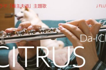 【フルート】CITRUS/Da-iCE　ドラマ「極主夫道」主題歌【演奏してみた】FLUTE