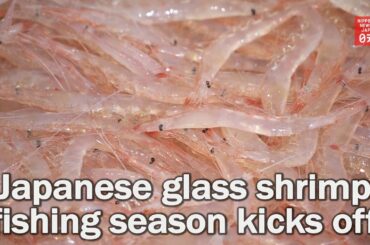 Japanese glass shrimp fishing season kicks off in Toyama Prefecture