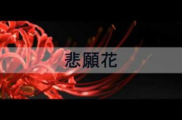 悲願花_山口百恵 (HIGANBANA_YAMAGUCHI MOMOE) VIETSUB