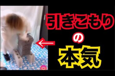 【手破壊】引きこもりが朝倉未来を超える