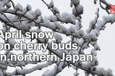 April snow on cherry blossoms in northern Japan