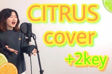 【極主夫道 主題歌】Da-iCE  CITRUS  cover